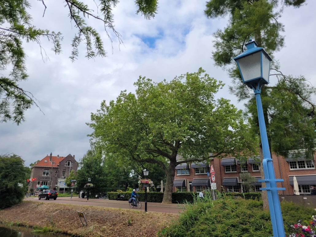 Een prachtboom op de Ouderkerkerlaan in Amstelveen